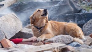 Razza di Scout - Basta con smielate di cani e gatti, condividete anche voi  la gavetta, simbolo dello scout affamato! Lavata con acqua di fiume (se  lavata) e piena di incrostazioni di